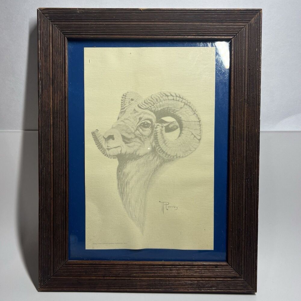 Vtg 1977 P Harvey Exotic Animal Paradise Bighorn Sheep Ram Litho Print Framed